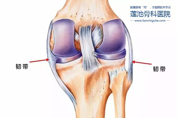 膝盖要有“肉”，才能预防关节炎