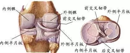 膝关节炎治疗说明书