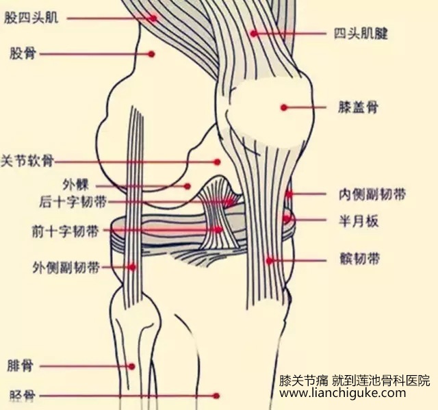 膝关节损伤不可逆！跑步要注意！